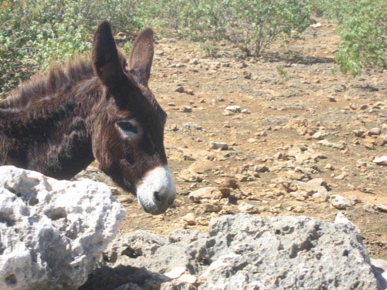 A donkey in profile