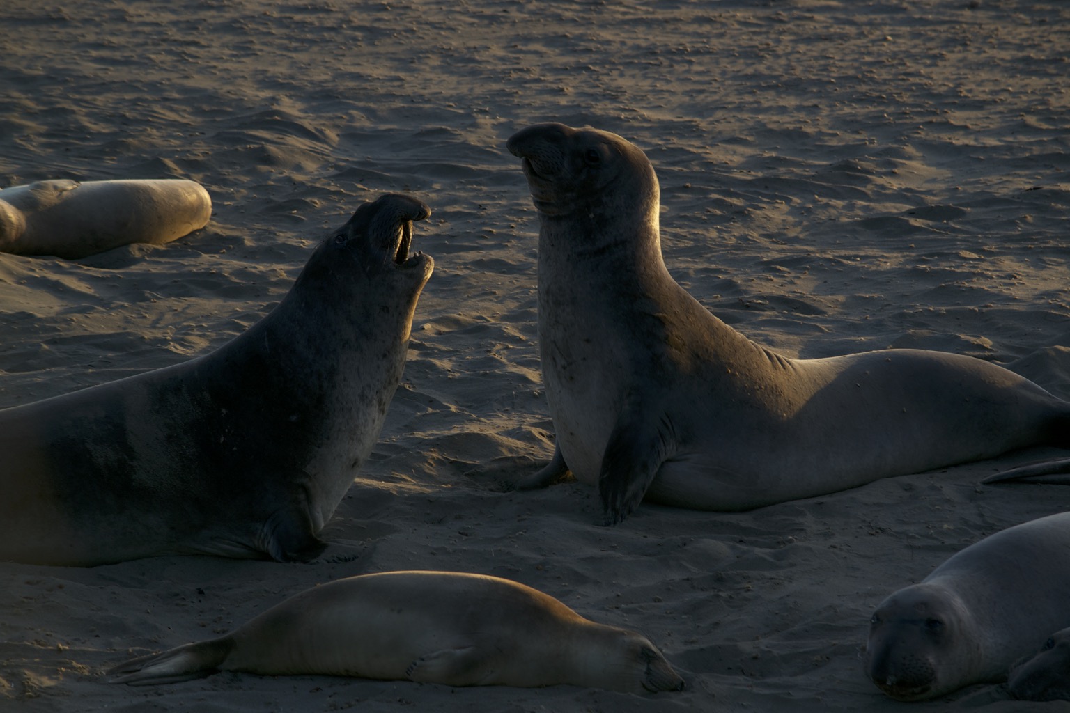 Elephant seal argument