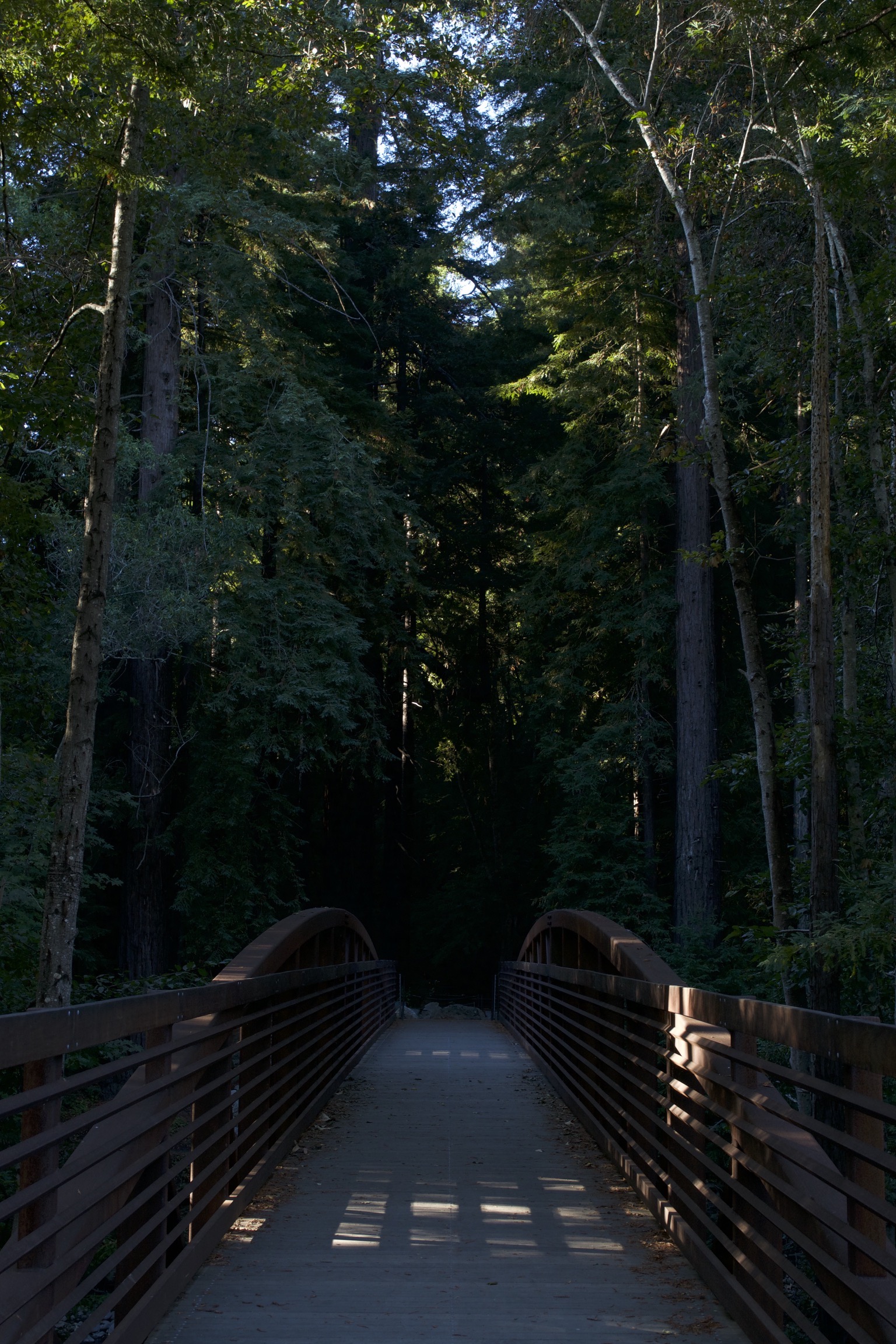 A footbridge leads into a dark forest.