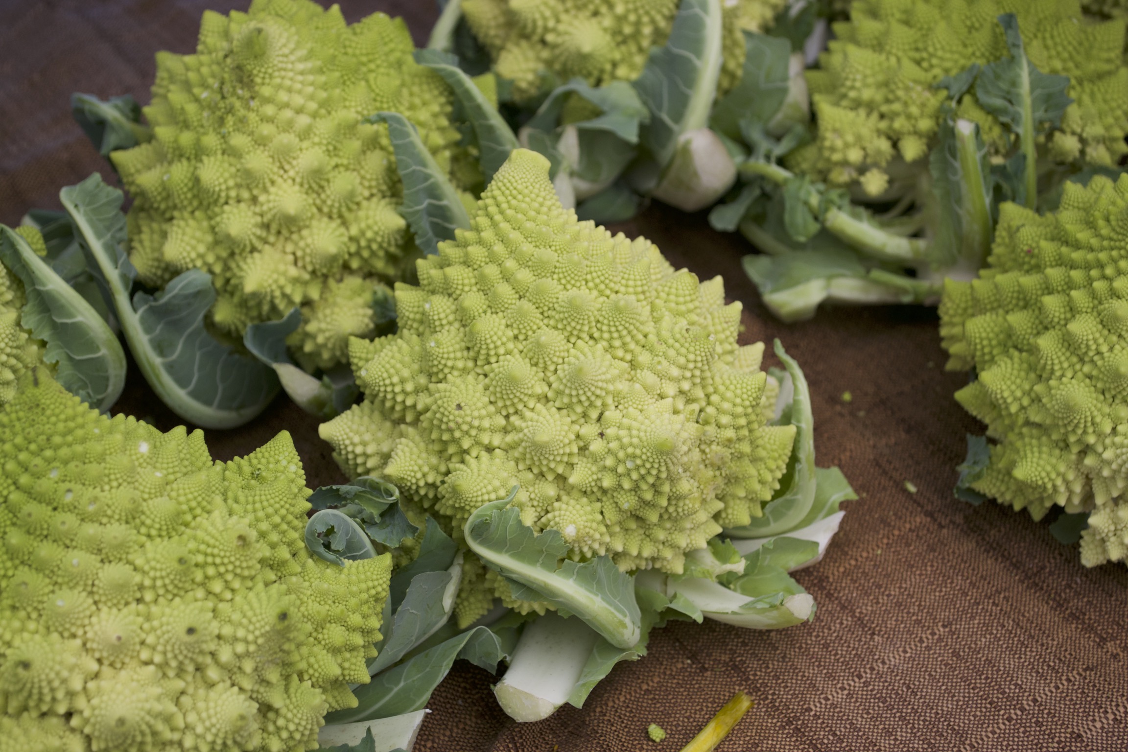 Light green fractal broccoli.