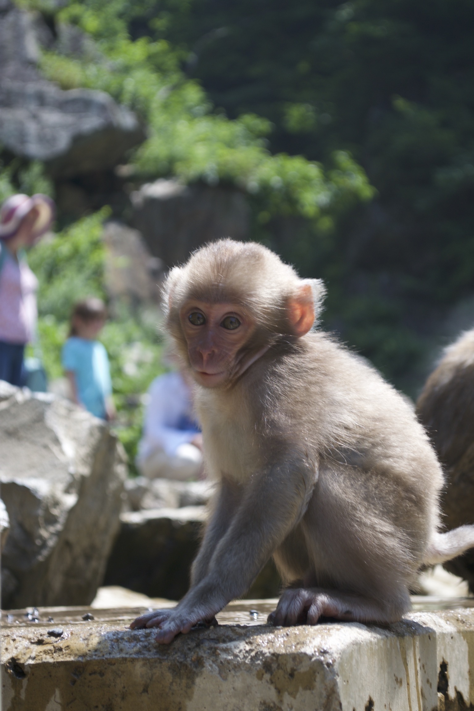 A baby snow monkey looks directly into the camera.