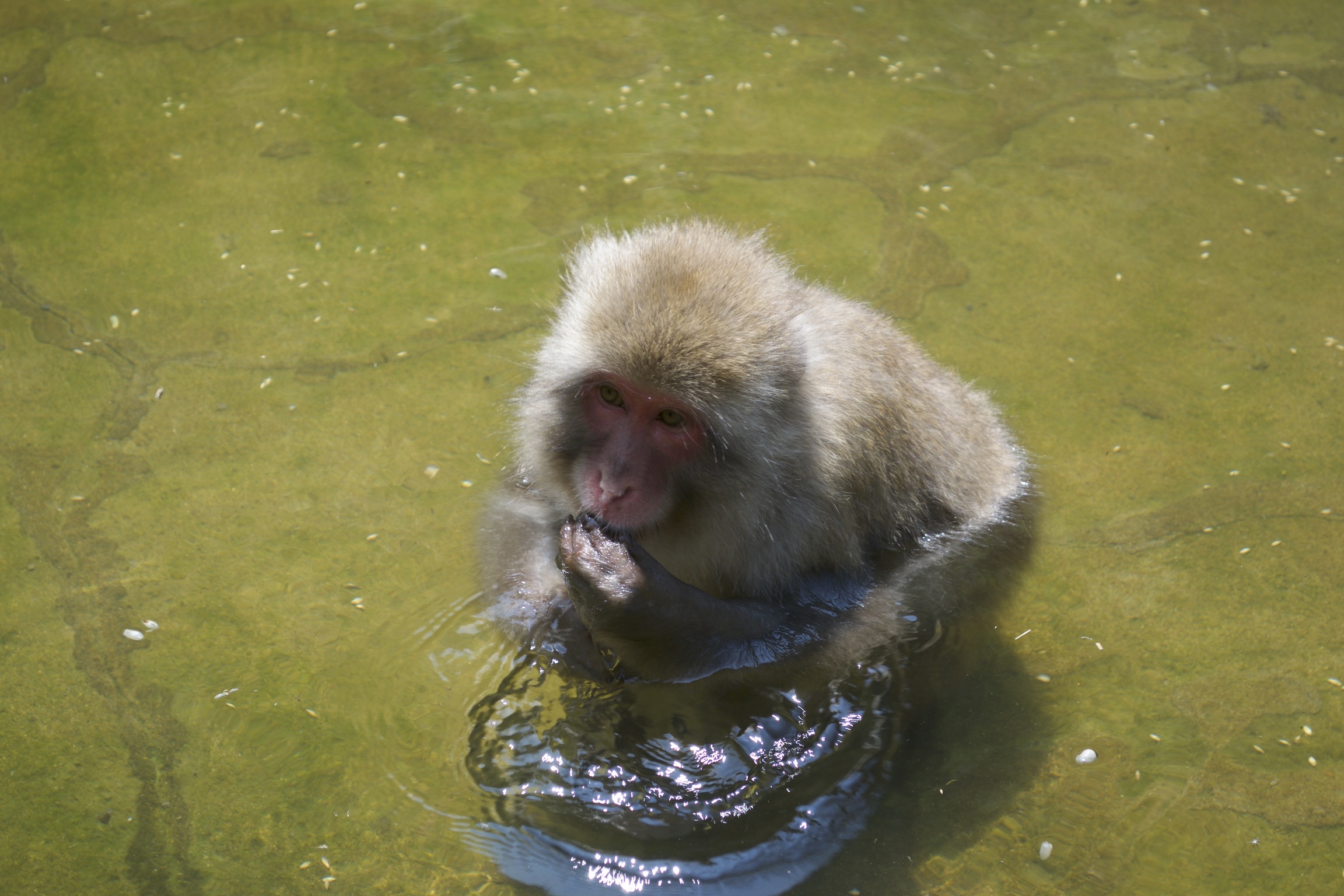 A snow monkey half-submerged in the onsen.