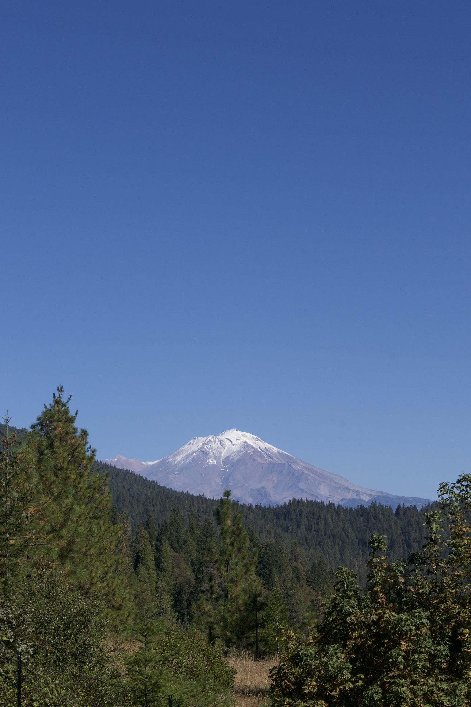 A forest of pines leads up to Shasta on the horizon, a deep blue sky overhead.