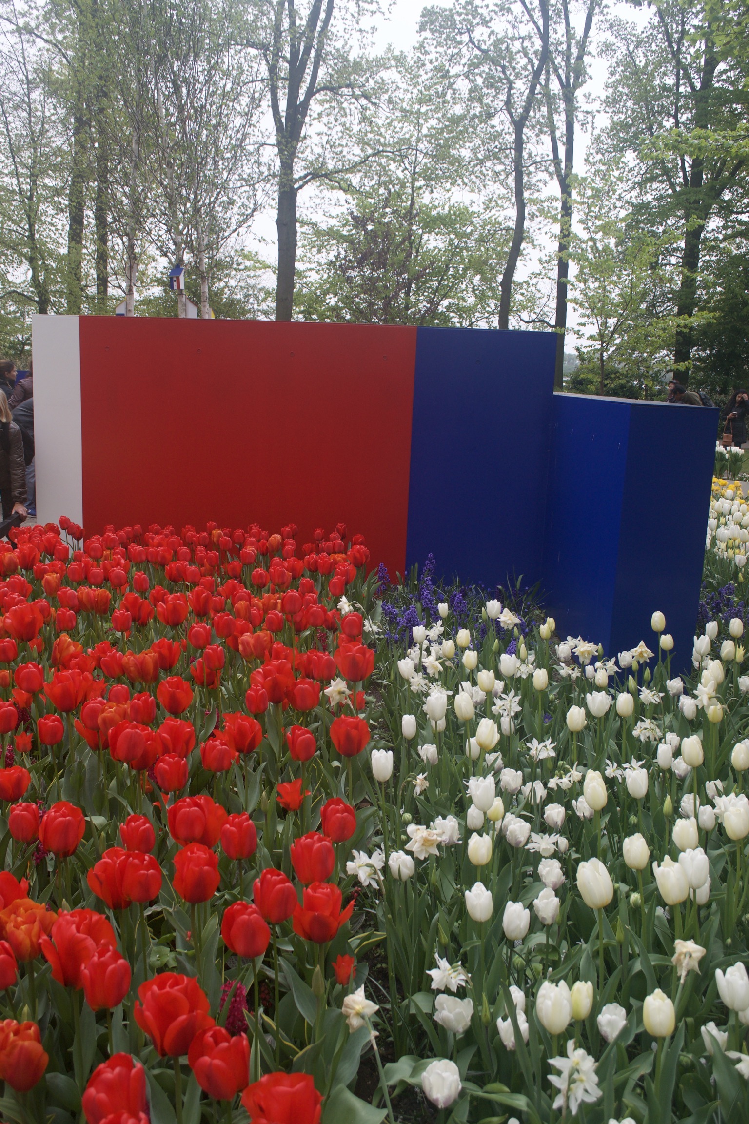 Tulips the colors of the flag of the Netherlands in front of a white, red, and blue abstract.