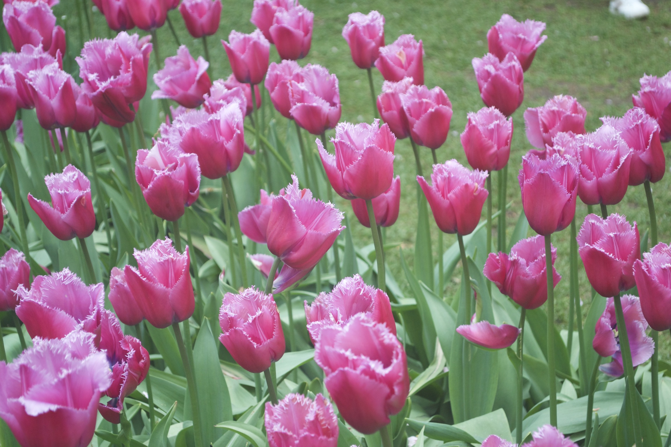 Bright magenta tulips with petals with fringed edges.