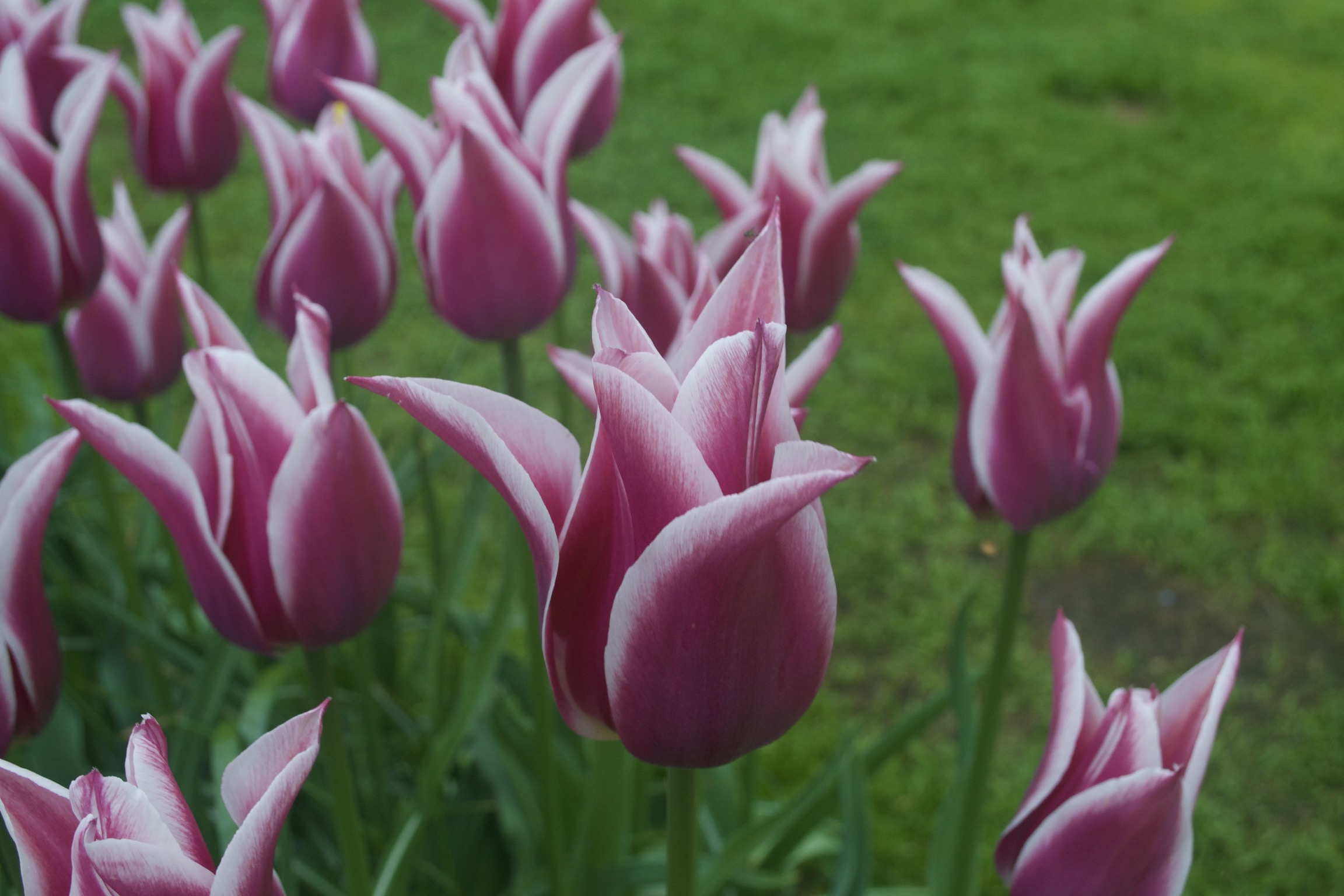 A closeup of a deep maroon tulip with white accents.