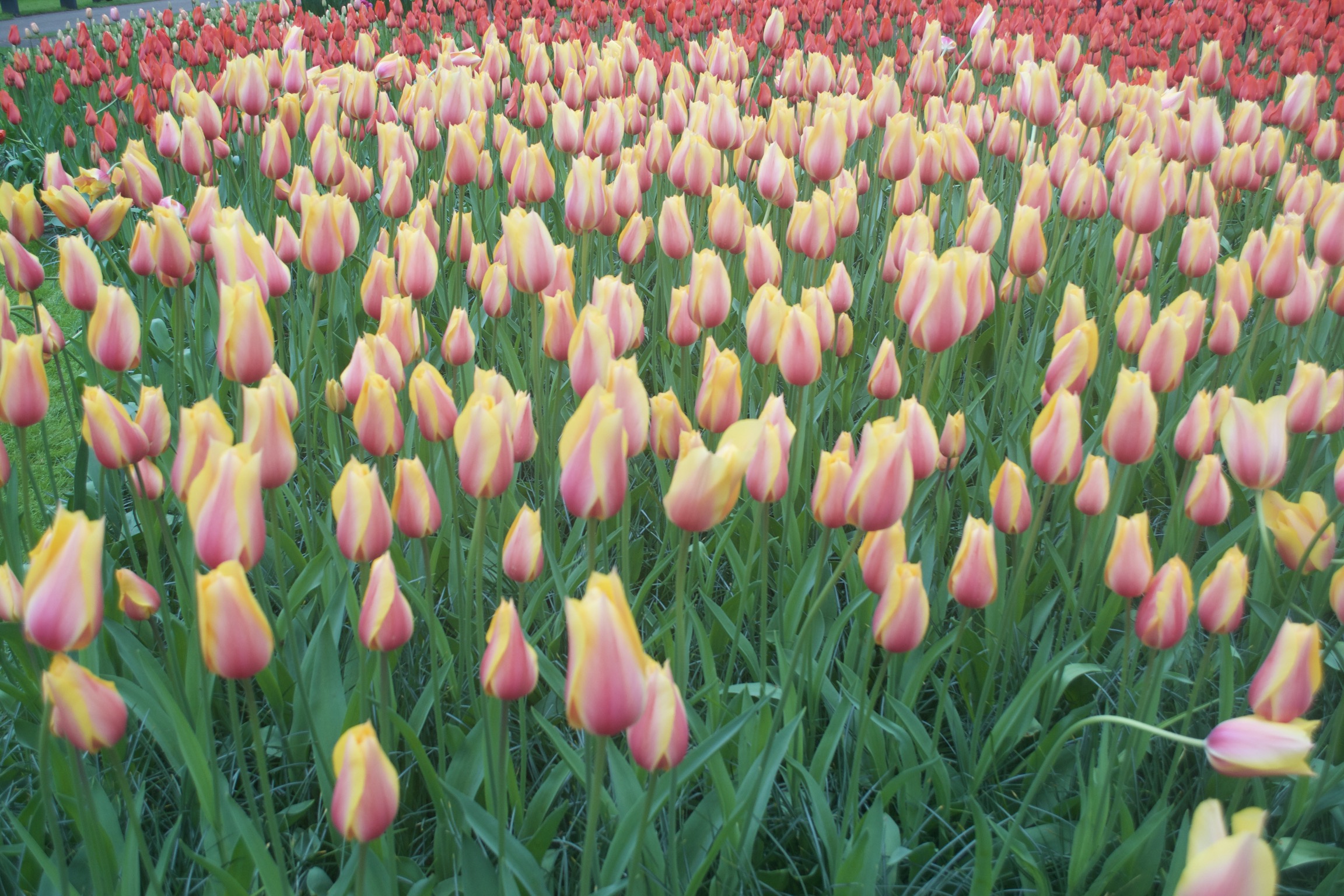 Many yellow and pink tulips.