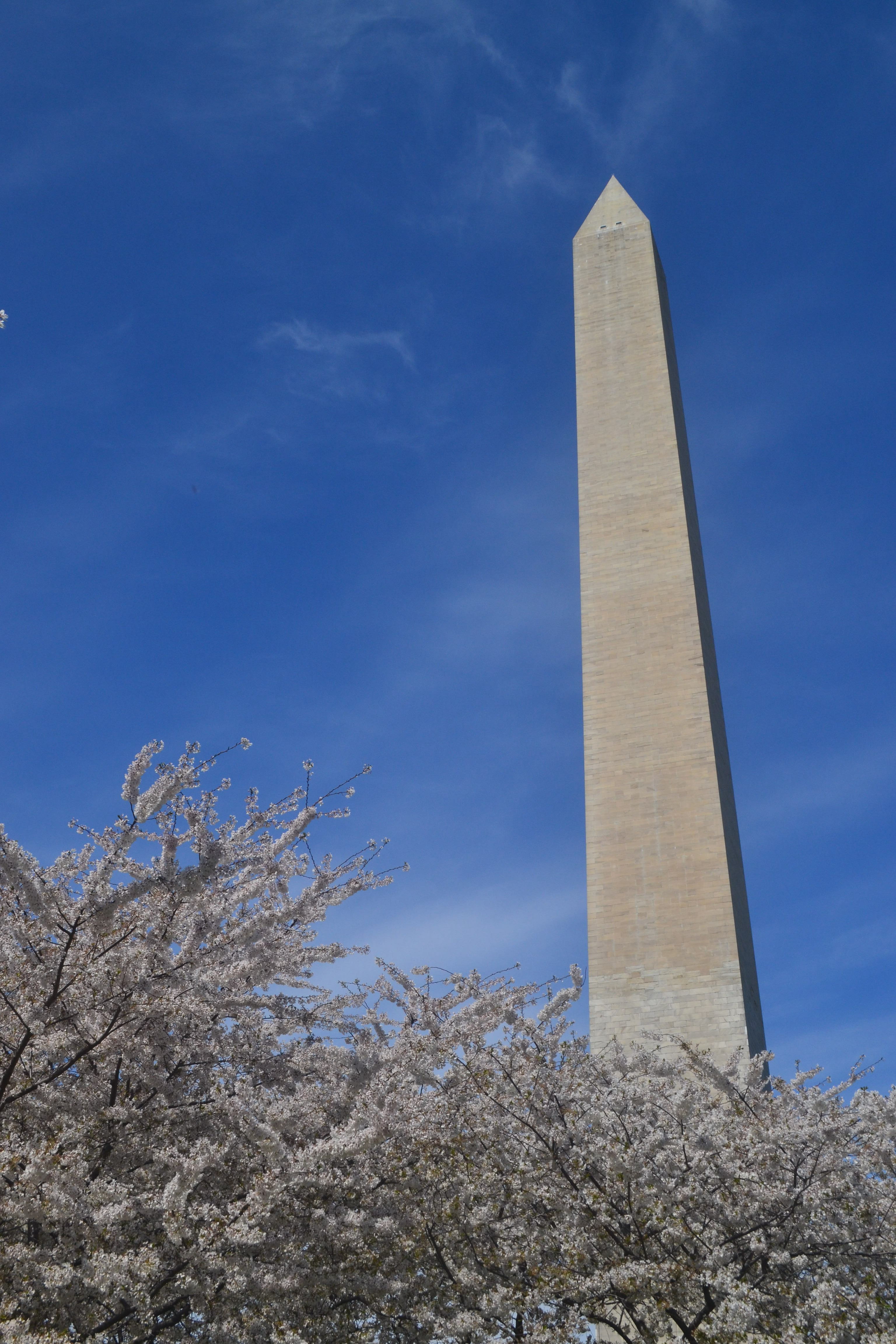 A white stone obelisk towers over trees with white petals.