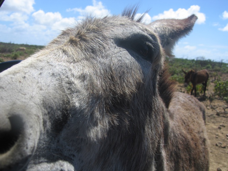 A donkey nosing the camera