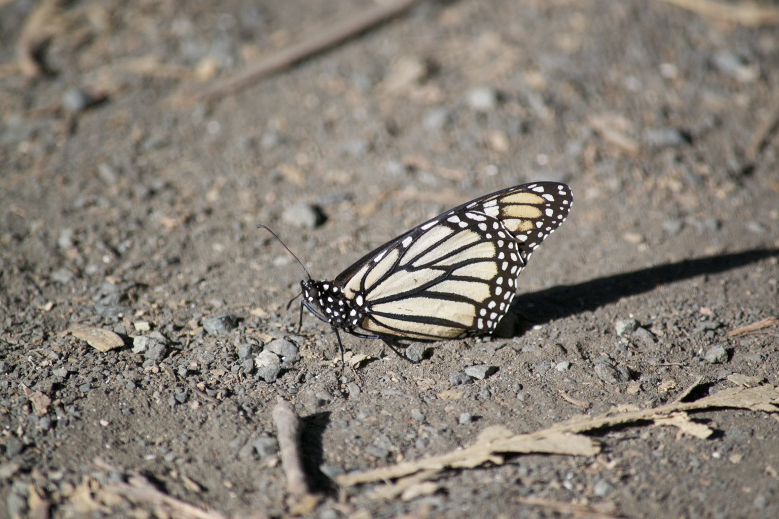 Monarch on ground.