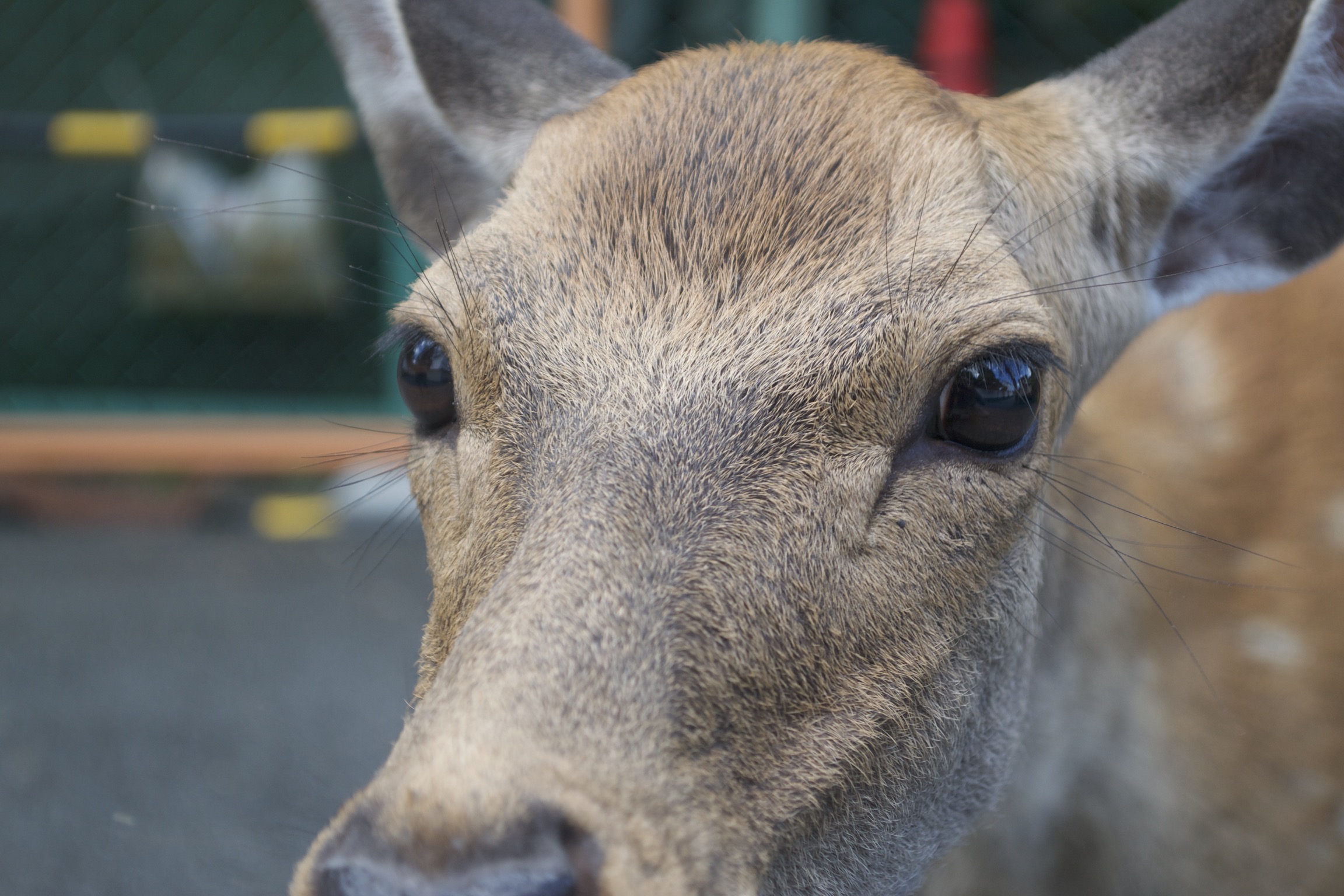 A close-up of a deer's snout and face