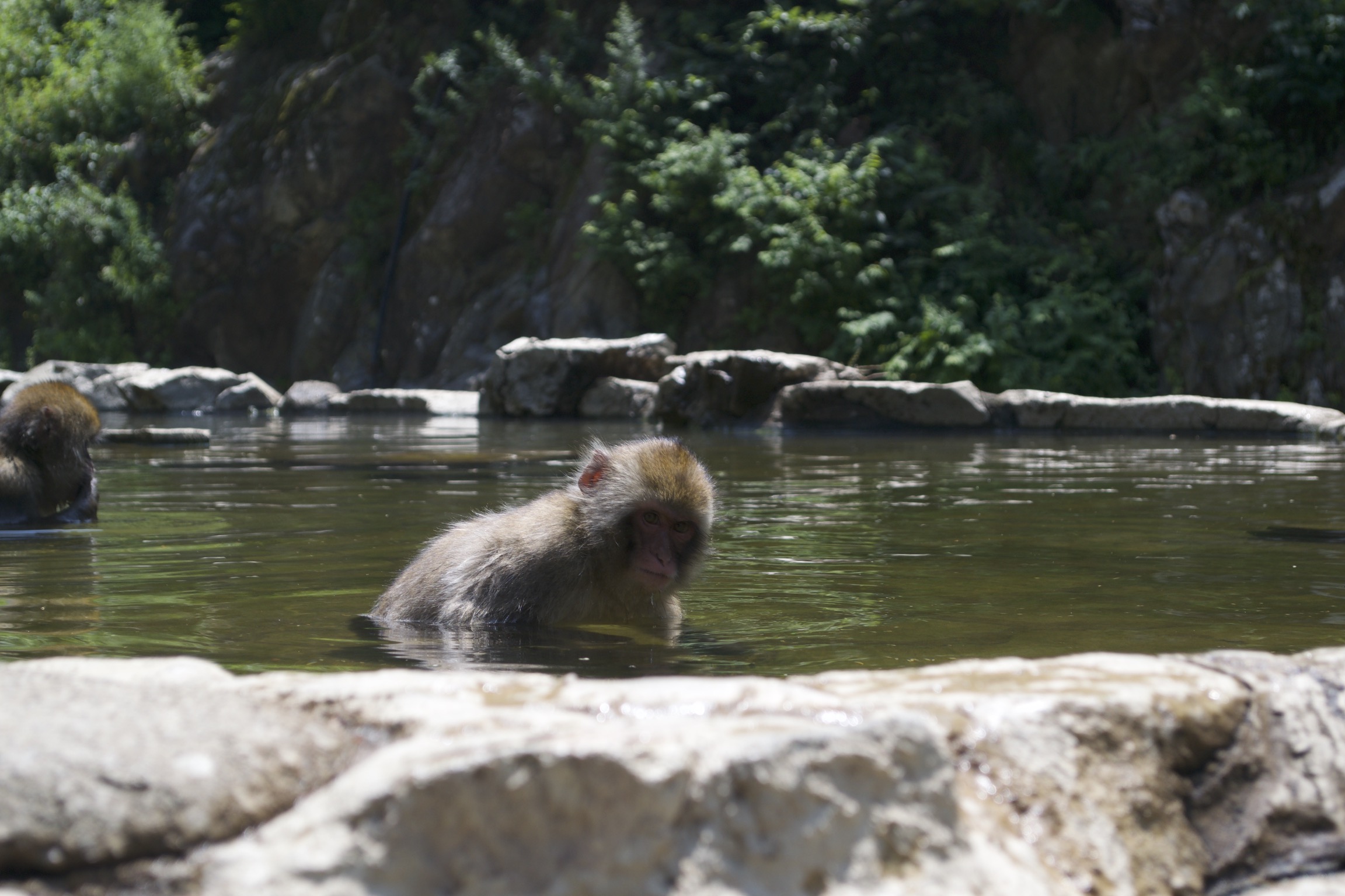 A snow monkey looks up from the onsen.