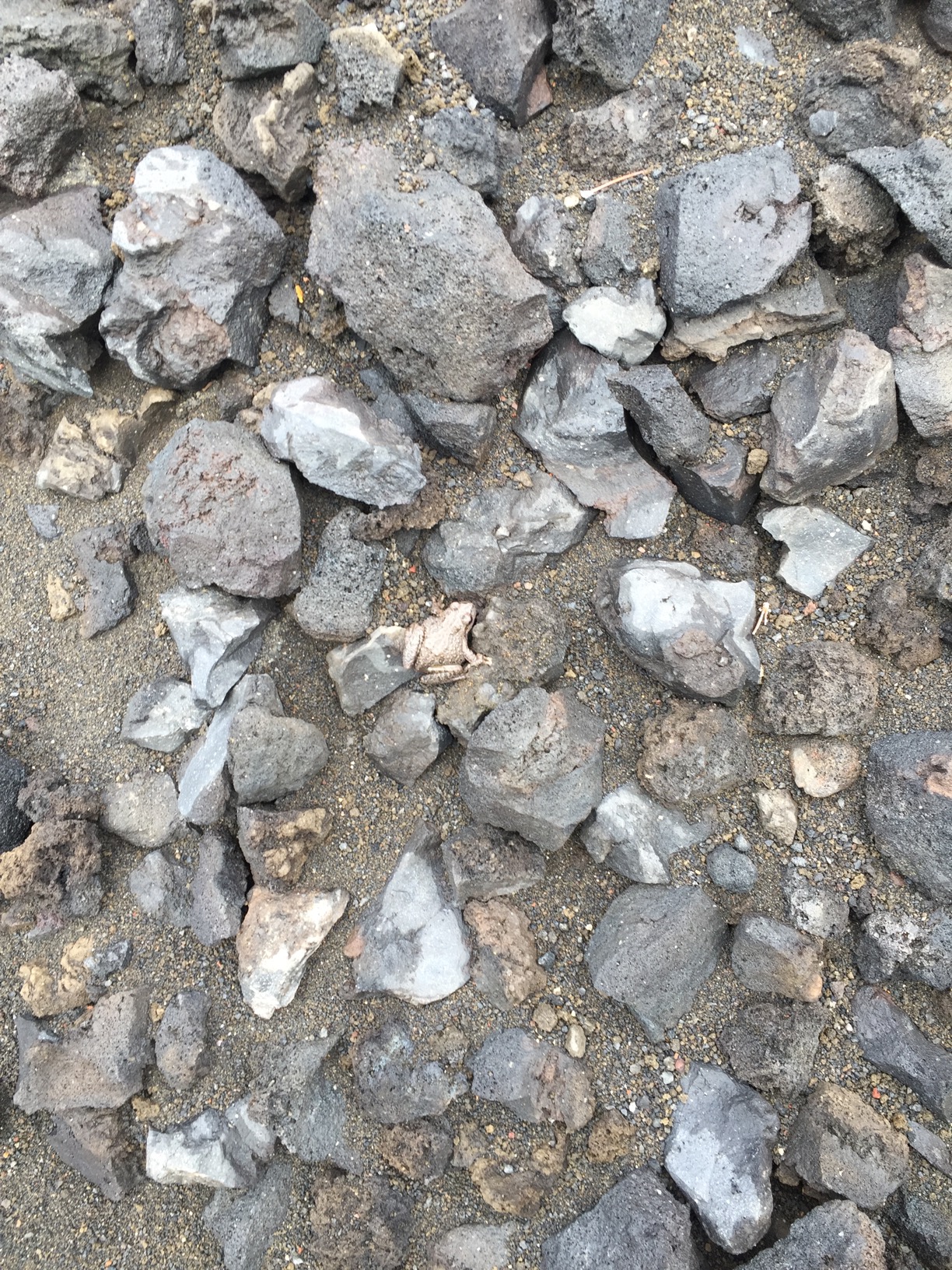 A toad blends in with brown and gray volcanic rock