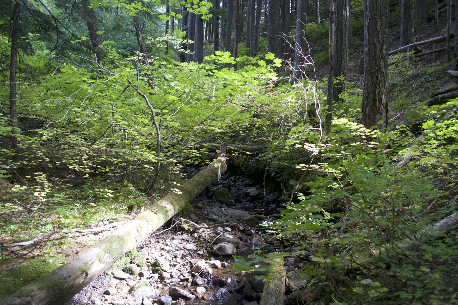 A creek through the woods, the foreground lit by the sun.