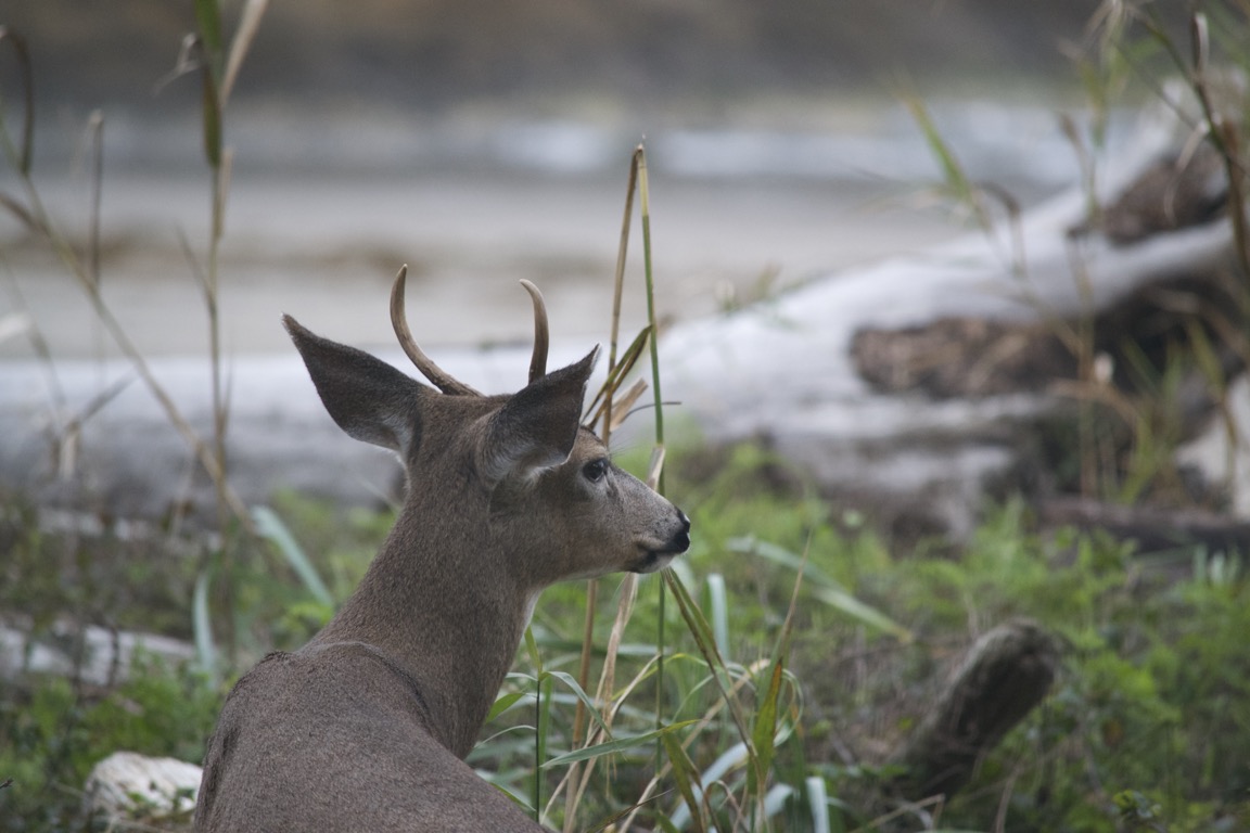 A deer, facing away from the camera, looks over its shoulder.