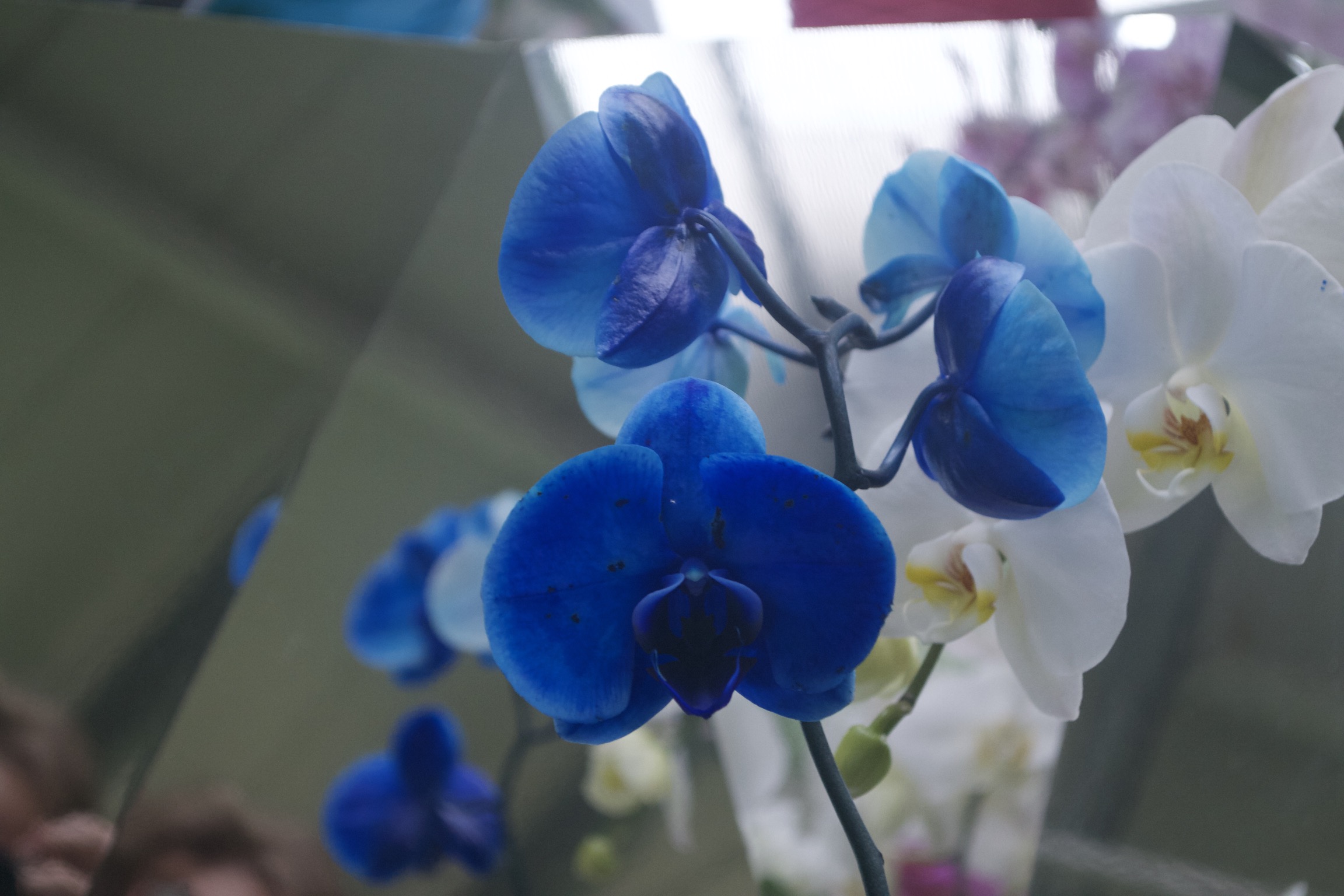 A closeup of a deep blue orchid flower.