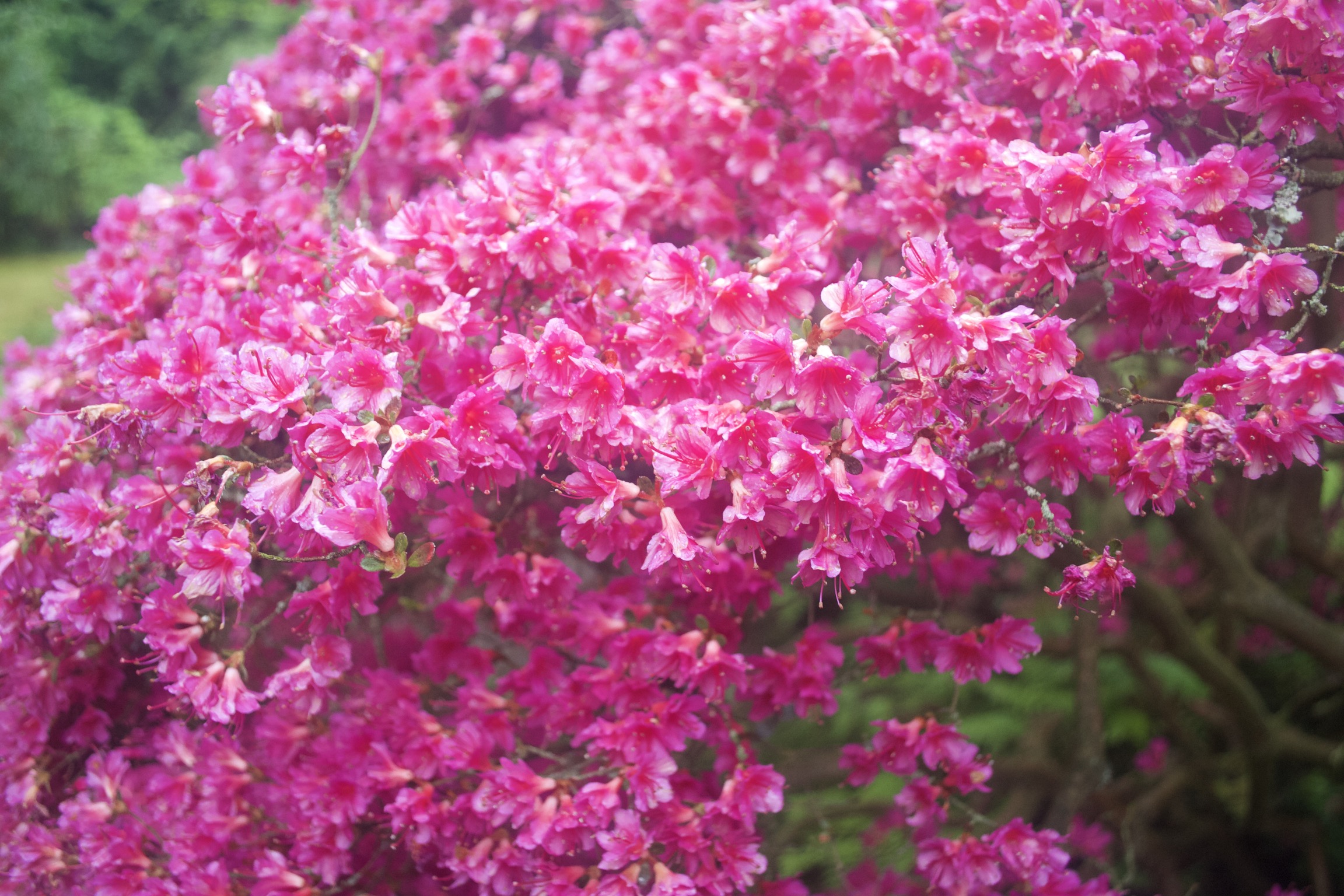 Another pink bush with tamer colors.