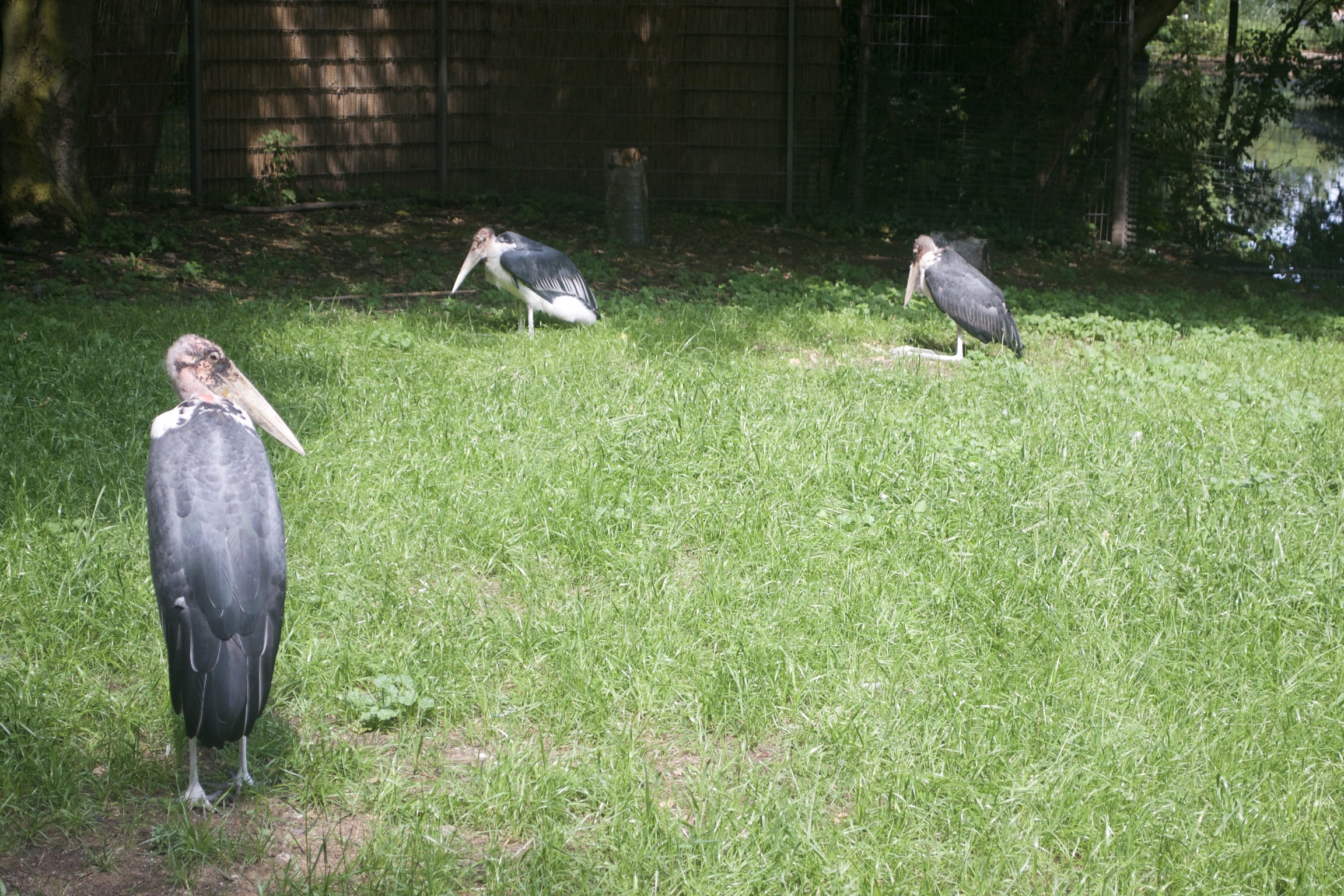 Three enormous black birds with bald heads and long beaks relax on grass.