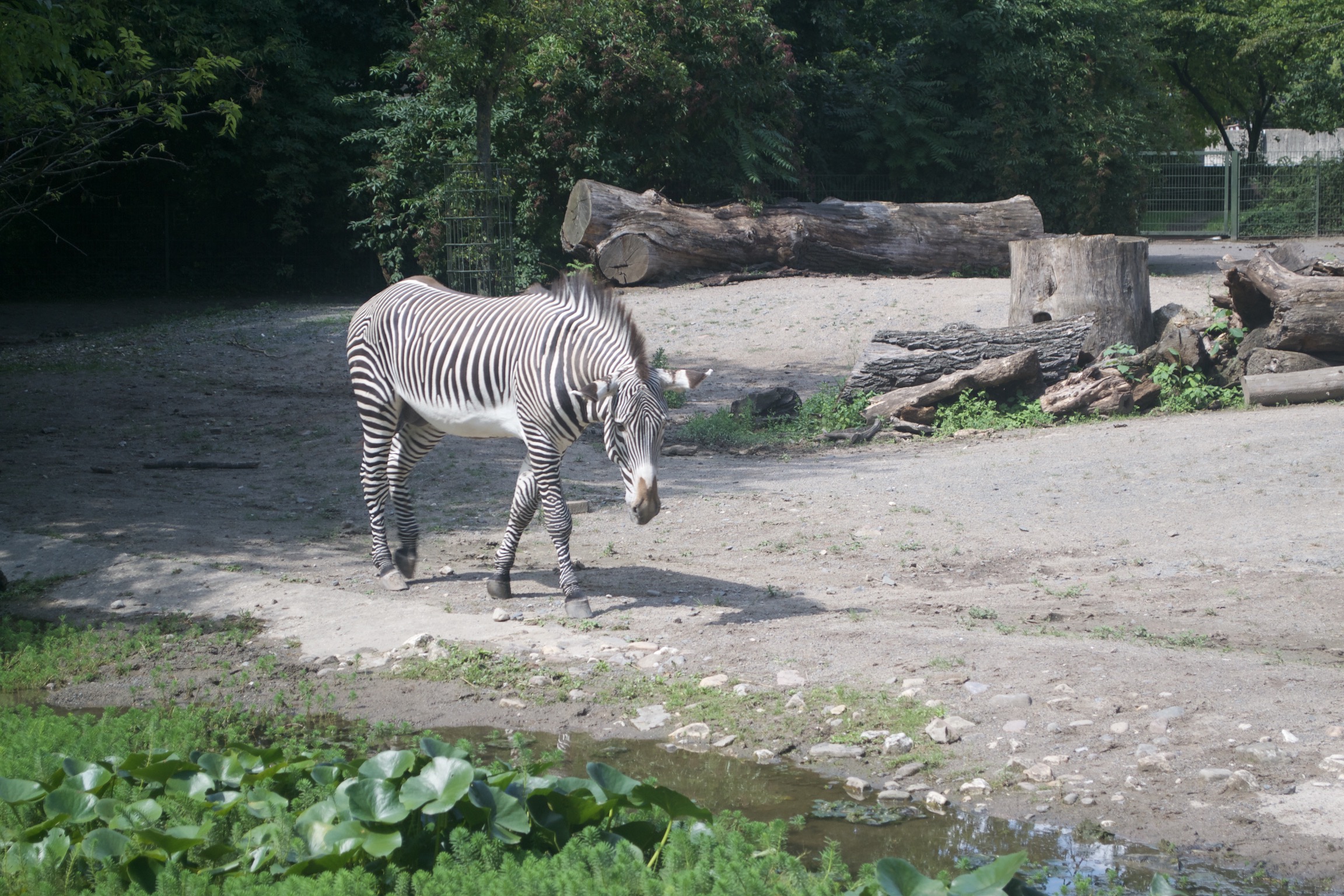 A zebra walks by some water.
