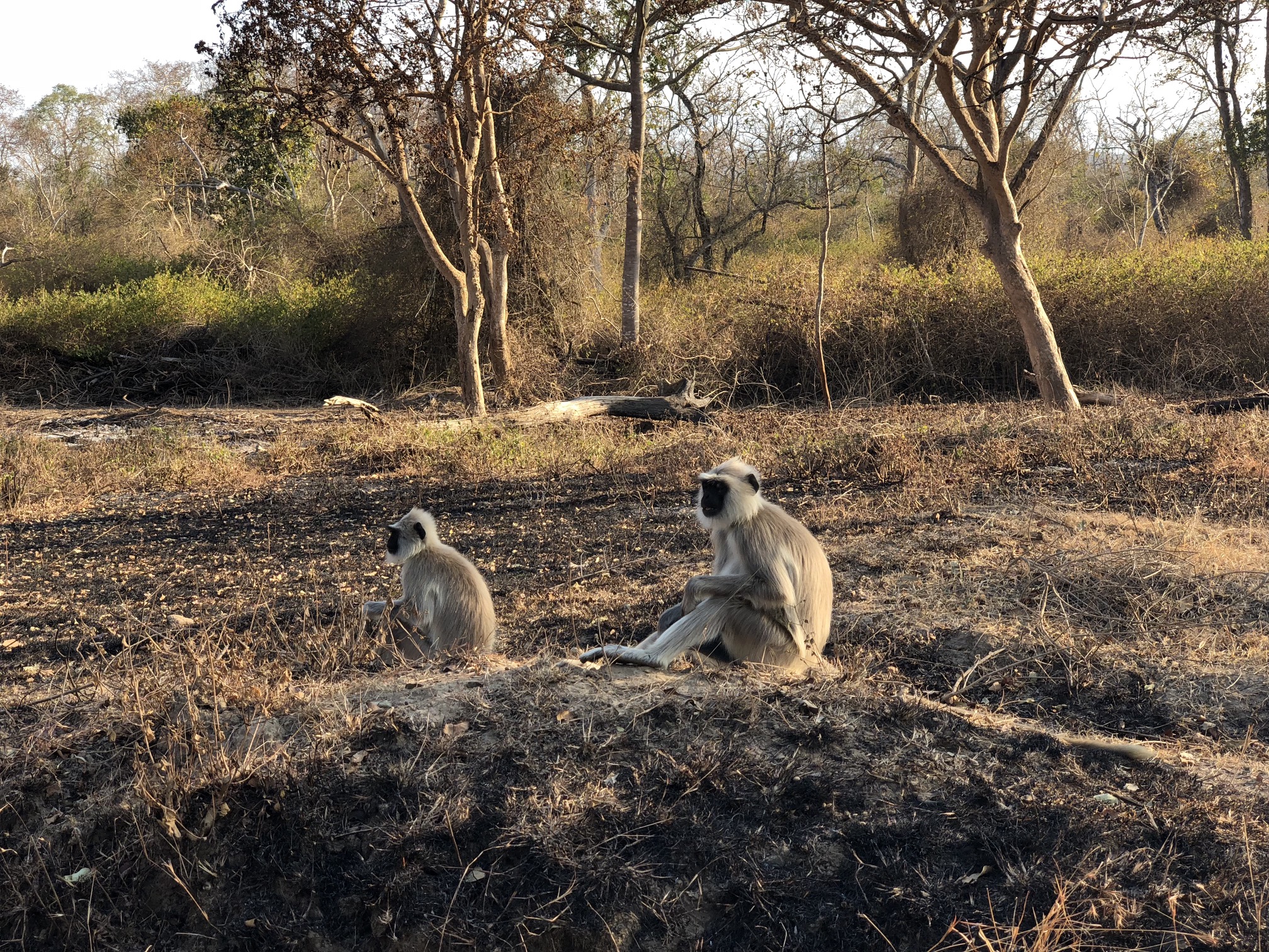 Two monkeys with brown and gray coats and dark black faces sit on a burned patch of ground.