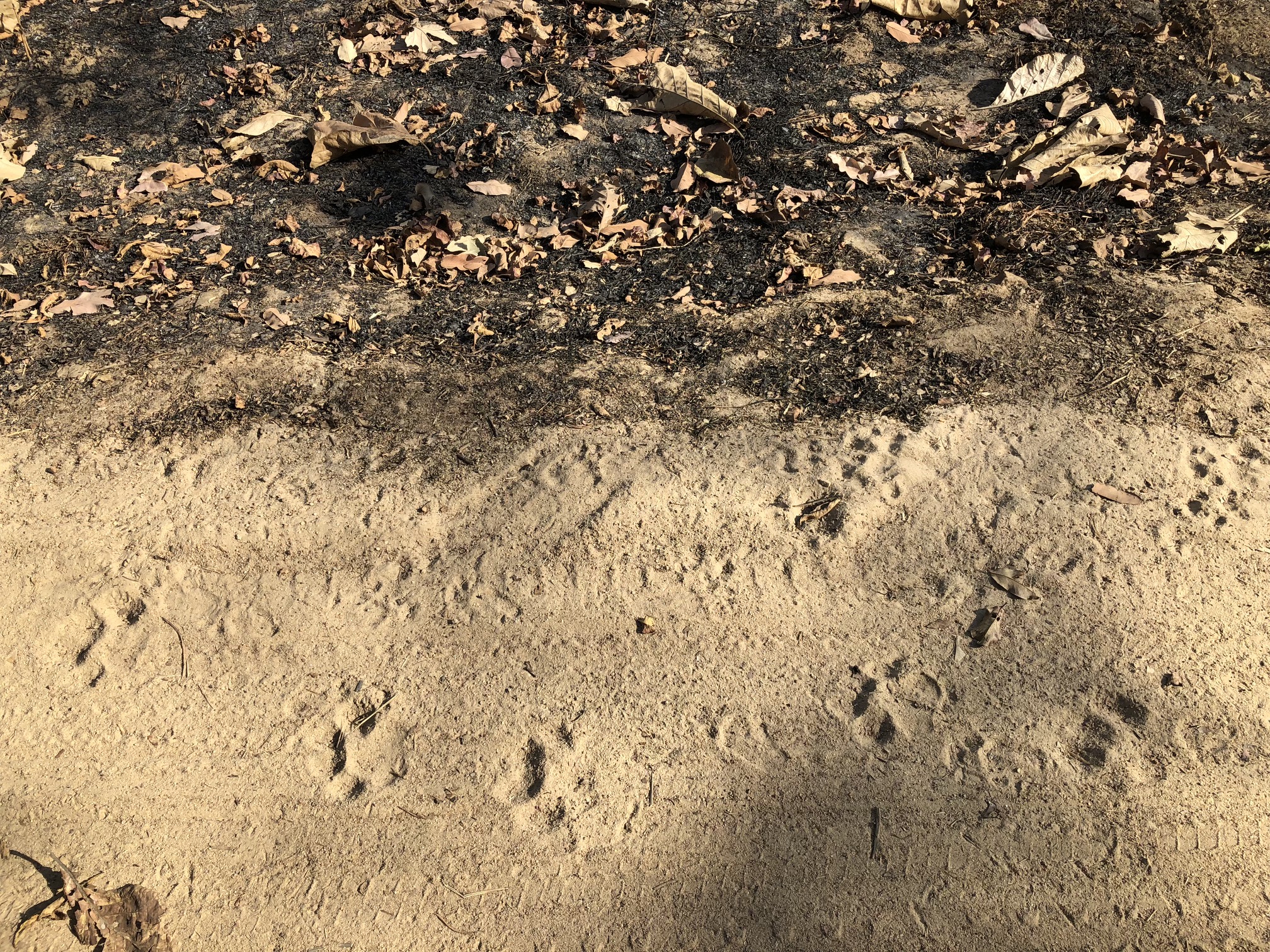 Large paw prints in the dirt of a road indicate a large cat was near recently.