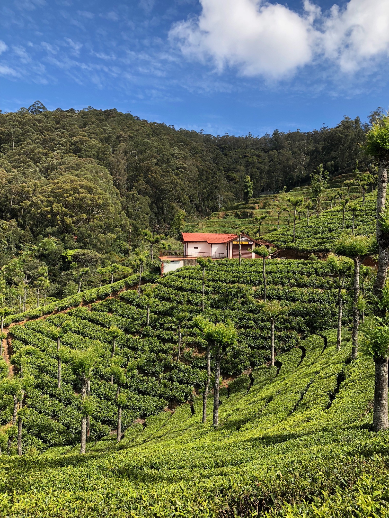 Rows and rows of short plants cover a hillside with a tea garden, surrounded by trees.